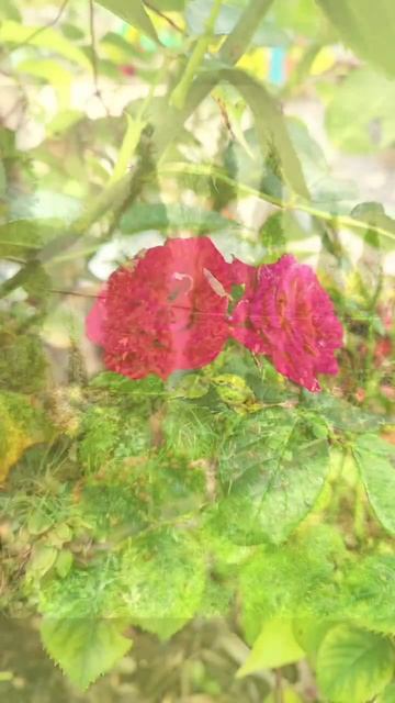 Сад в октябре смотреть онлайн