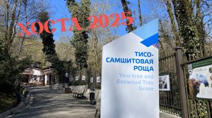 ХОСТА 2025. ТИСО-САМШИТОВАЯ РОЩА
