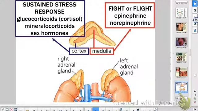 APBiology Ch 40: Endocrine System
