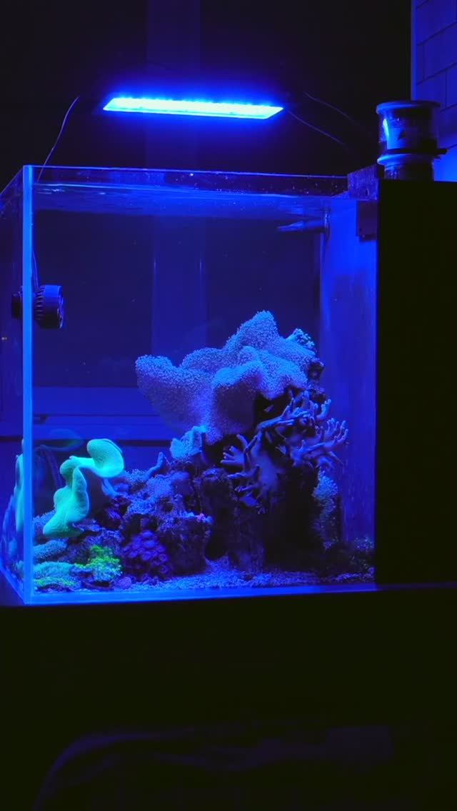 Какую форму выбрать для морского аквариума? Лучшие варианты и советы по выбору! смотреть онлайн