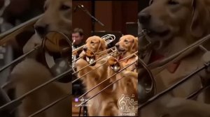 милое видео от нейросетей - собачки музыканты оркестра исполняют музыкальное произведение.mp4
