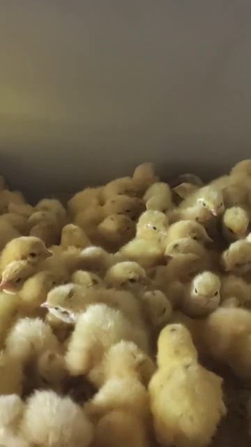 инкубация перепелов техасский бройлер в самодельном инкубаторе