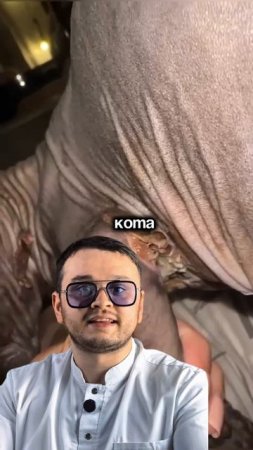 Кота поджарили как бекон