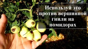 Как бороться с вершинной гнилью на помидорах
