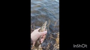 открыл спининговый сезон 25