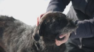 Известия. Владимир: Друзья в доме - Собака Дина