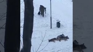 Собаки убивают детей и взрослых. С ними только так нужно...