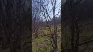 Ищу щенков лохматый собачки.
