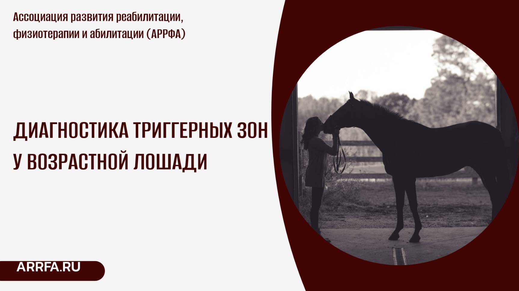 Диагностика триггерных зон у возрастной лошади