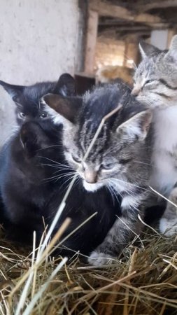 котята