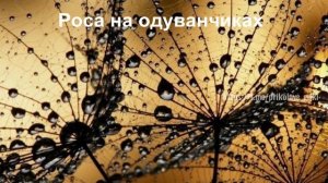 Красивое явление природы. 
Роса на одуванчиках😍