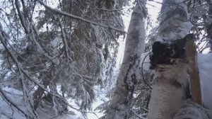 Еду в тайгу на сбор чаги. Буран короткий тяжело едет по целине. 1/3 серия (13.01.25)