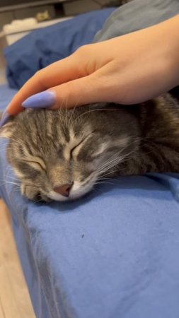 Милый спящий котик 🐱
