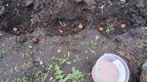 Посадка картошки в лунки