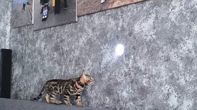 бенгальская кошка