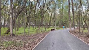 Уфа. Непейцевский дендропарк, весна, все оттенки зеленого, апрель 2023. Ufa.Nepeytsevskiy dendropar