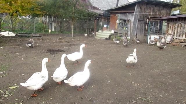 индюки хайбрид конвертер сеем  горчицу  гуси гуляют