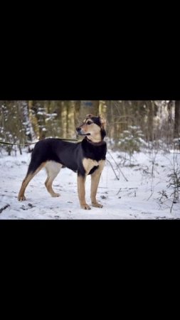 💗 Молли - собака в добрые руки! 🏡 🐕  #Москва