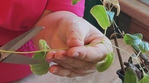 Клематисы вырастила в квартире, размножаю для сада на дачу!