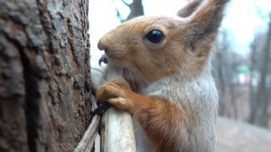 Кино о грызуне