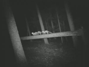 Банда пушистых хищников: семейство куниц в сосновом бору.