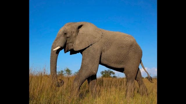 слоны.mp4 смотреть онлайн