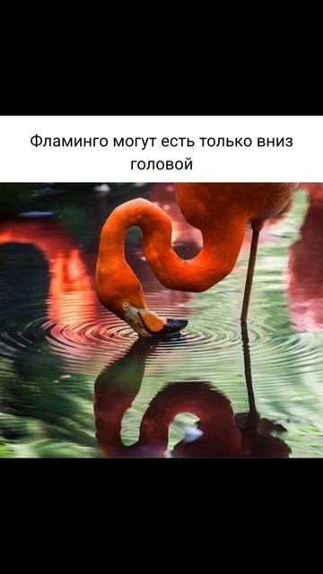 12 фактов из жизни животных #факты #фактыинтересные #фактыоживотных