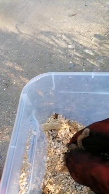 Змея в огороде. Берегите природу и себя. Не повторять самостоятельно без опыта и оборудования! смотреть онлайн