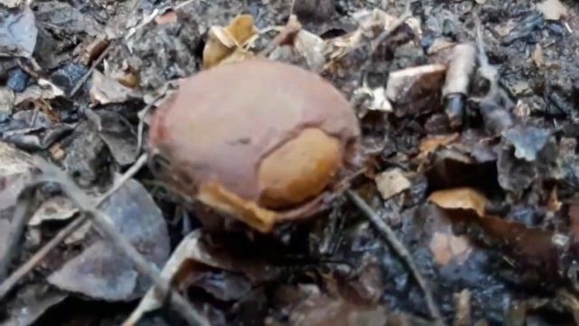 Fossil Hunting Mazon Creek Illinois Pennsylvanian Period Fern Fossils Episode 1 ,  Coal City, IL