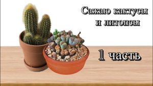 Сажаю кактусы и литопсы. 1 часть