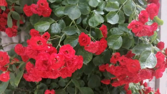 RED смотреть онлайн