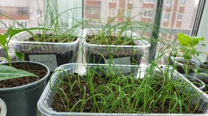 ОБЗОР РАССАДЫ НА 27 МАРТА 2025 ГОДА. БЕДНЫЕ ГНОМЫ.