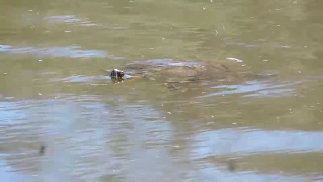 Tigre d'água (Trachemys dorbigni)