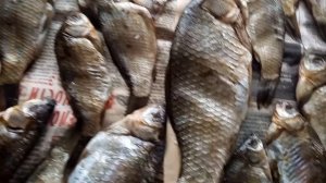 Наловили на озере карасей, делаем таранку.