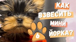 Заплетаем йорков и взвешиваем Соню! 🐶🎀 | Боня и Соня | Мини мир йорков