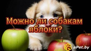 Можно ли давать собакам яблоки