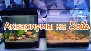 Запустил два аквариума на питательном грунте Soil.
