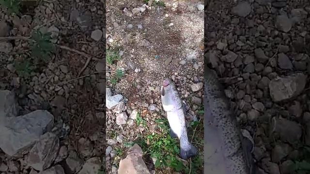 Радужной форель река нарын смотреть онлайн