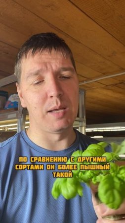 Новые сорта базилика
