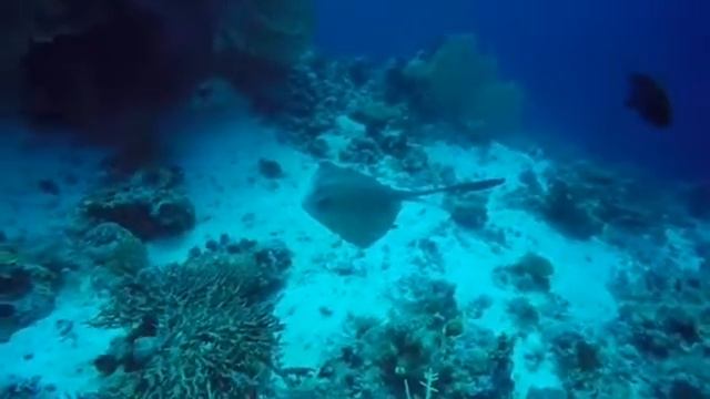Eagle ray