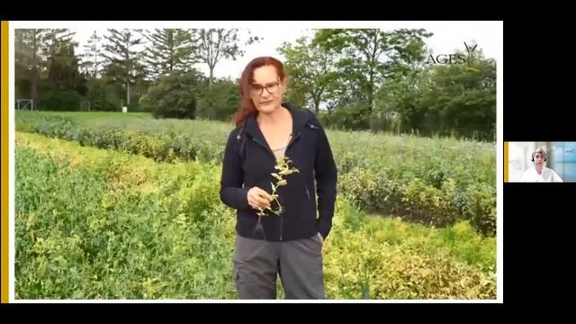 AGES-Online Feldtag Fuchsenbigl - Aufzeichung Nanoviren an Erbse, weiteren Leguminosen, Warndienst смотреть онлайн