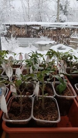 Рассада томатов🍅 через месяц после посева.