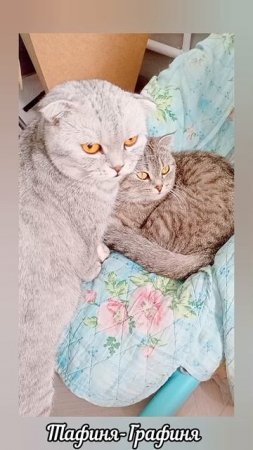 😻Наши любимицы 😻