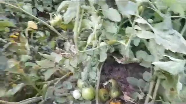 Hybrid Tomato 🍅 Variety Subhan  #F1.#121 review and crop visit | Best hybrid tomato variety