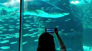 МЯСО АКУЛЫ🦈.Польза и Вред для организма. Можно есть мясо АКУЛЫ?