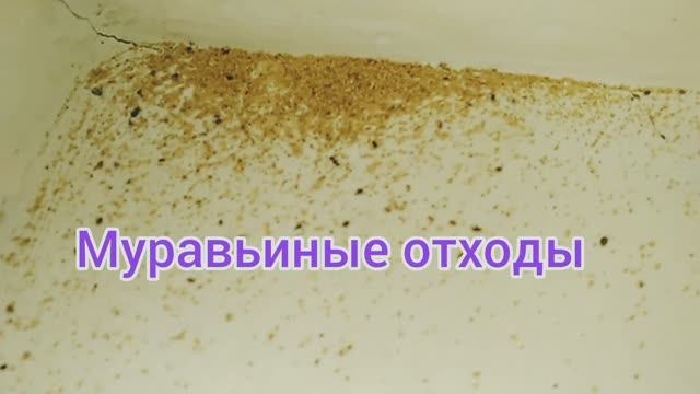 Борьба с вредителями 🐜 на даче🏡