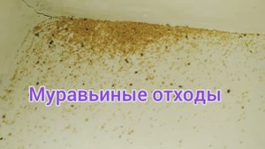 Борьба с вредителями 🐜 на даче🏡