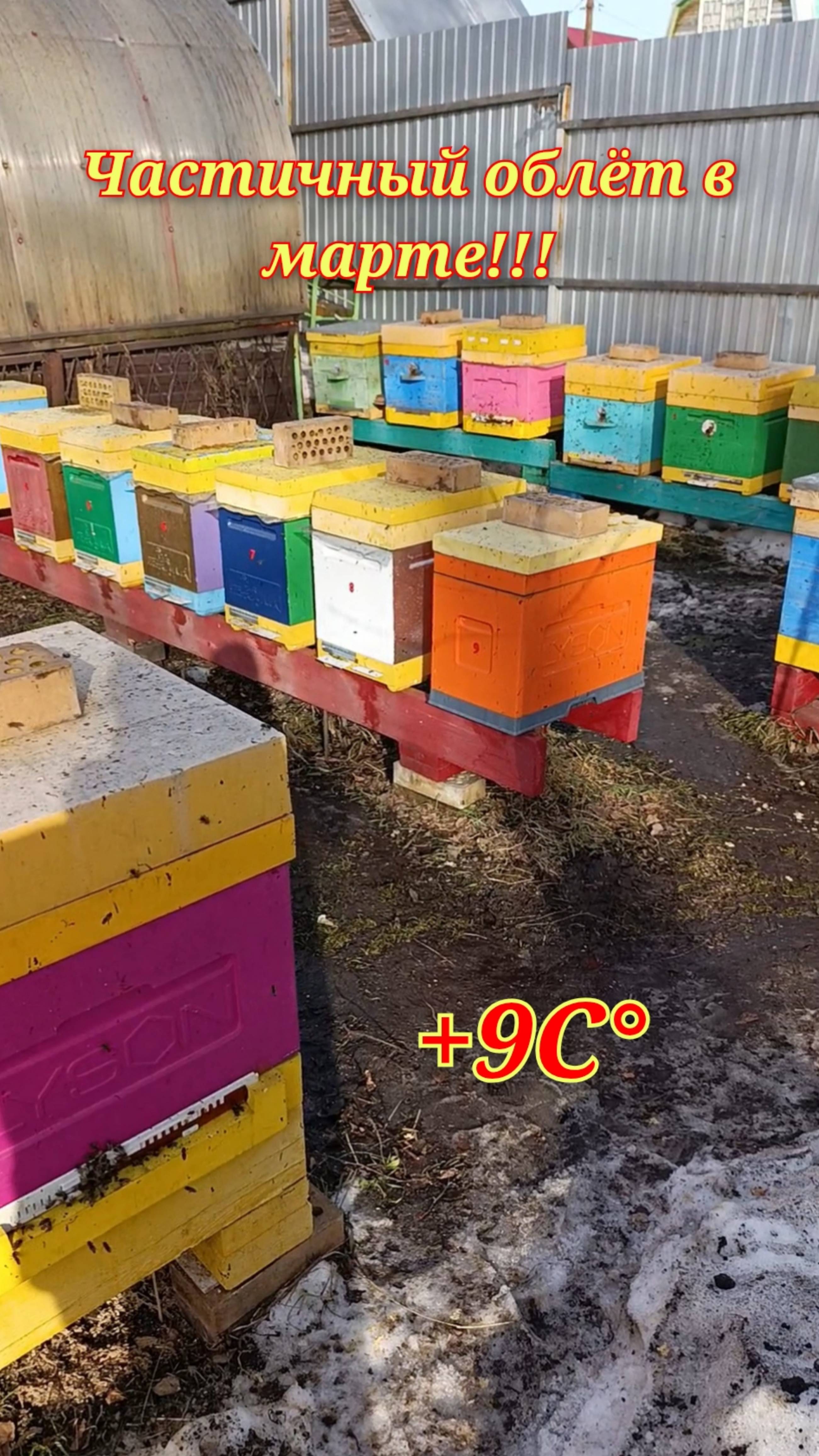 Частичный облёт пчёл в марте.Сокращаем и утепляем пчелиные семьи. смотреть онлайн