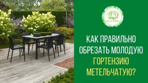 Как правильно обрезать молодую гортензию метельчатую