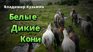 Владимир Кузьмин, "Белые Дикие Кони", cover